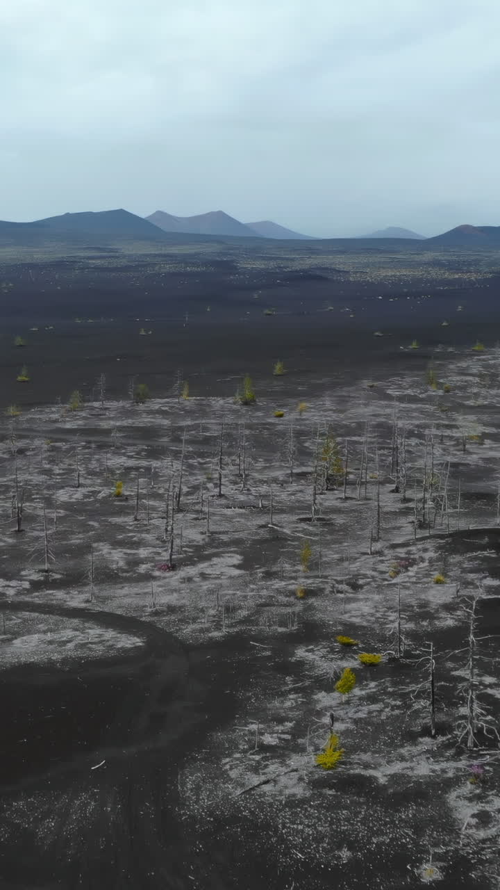 Vista aerea di un paesaggio vulcanico desolato con sabbia nera e alberi morti