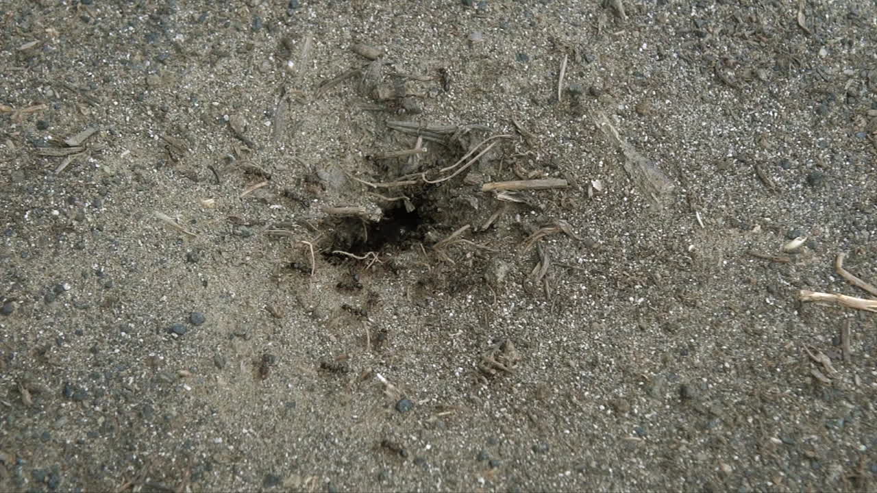 hormigas negras enjambran alrededor de un gran agujero de nido en el suelo arenoso, vista superior
