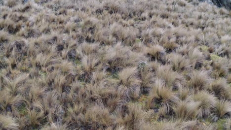 Ecuadorianisches-Paramo-Grasland