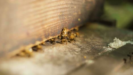 toma en cámara lenta de abejas entrando y saliendo de su colmena