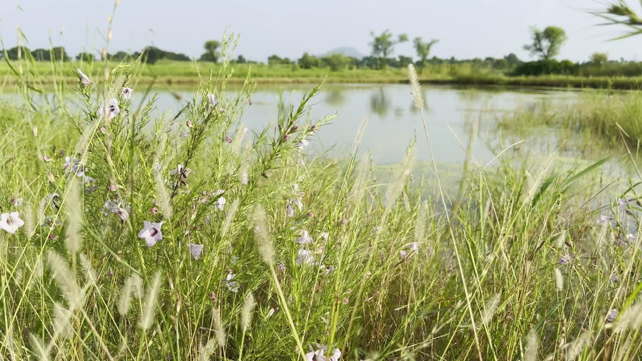 Tall grass and delicate purple wildflowers sway gently in the breeze beside a calm pond under clear daylight sky