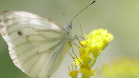 pieris brassicae, the large white butterfly, also called cabbage butterfly. large white is common throughout europe, north africa and asia often in agricultural areas, meadows and parkland.