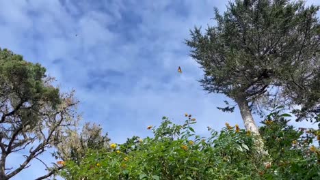 Mariposas-Monarca-Volando-A-Través-De-Un-Fondo-De-Cielo-Azul