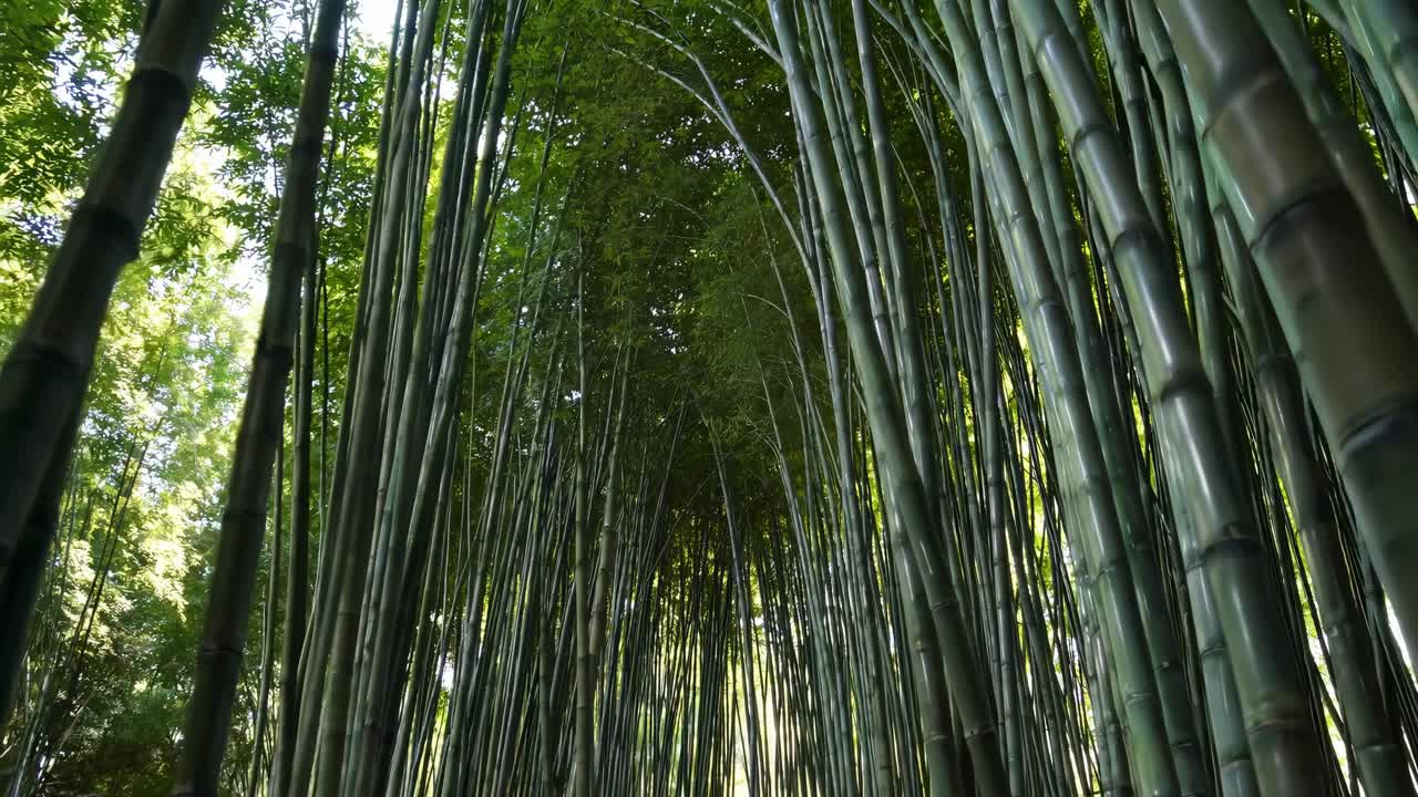 Un video sereno che cattura una vista dal basso di una lussureggiante foresta di bambù, enfatizzando il verde imponente