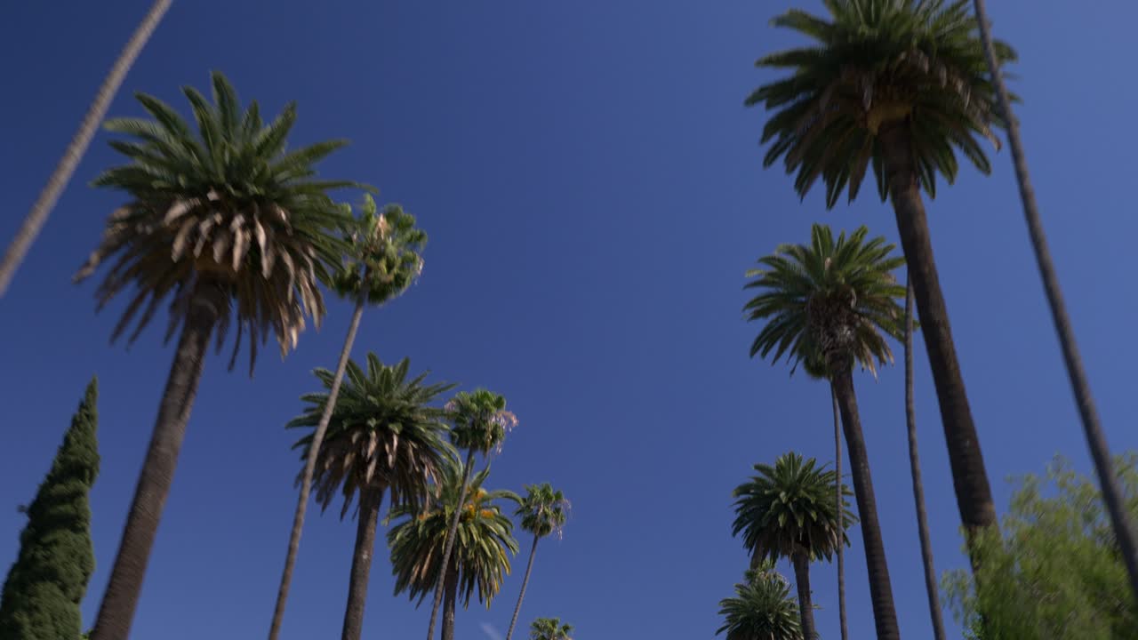 Upward view of tall palm trees stretching into clear blue sky in Southern California with no clouds in sight. The vibrant scene reflects sunny, warm weather and iconic landscape of the region
