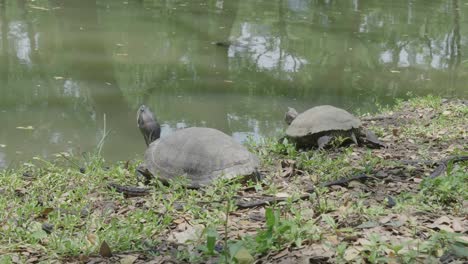 turtle relax on grass beside the pool