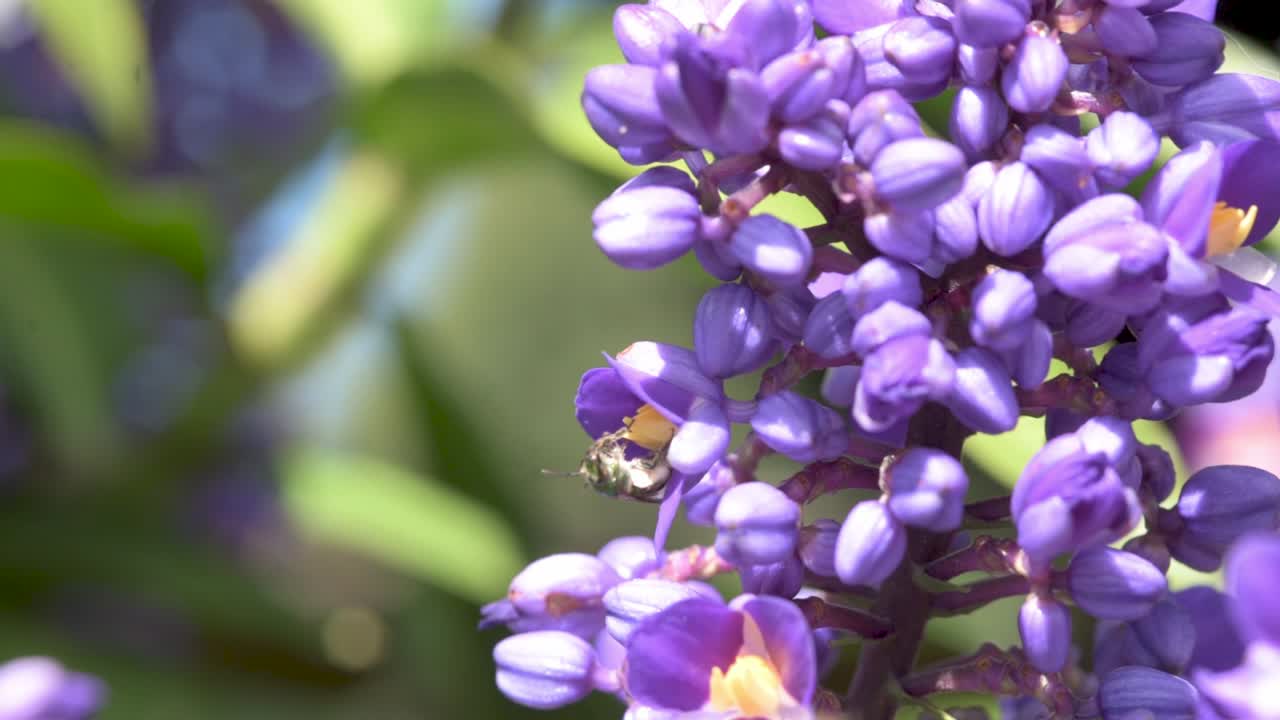 голубой имбирь цветет вместе с опылителями