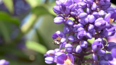 flores de plantas de jengibre azul con polinizadores