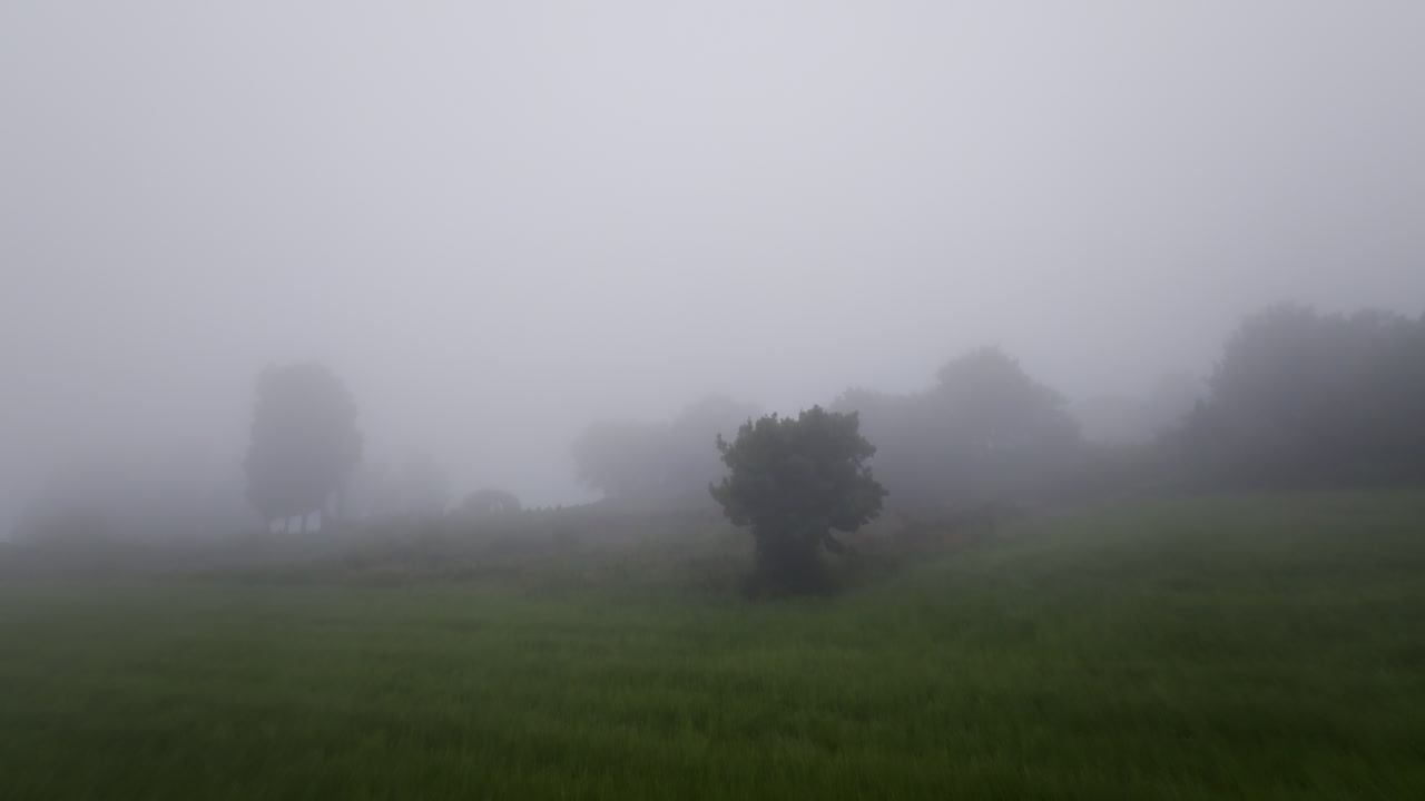 나무 들 이 있는 안개 가 가득 한 풍경