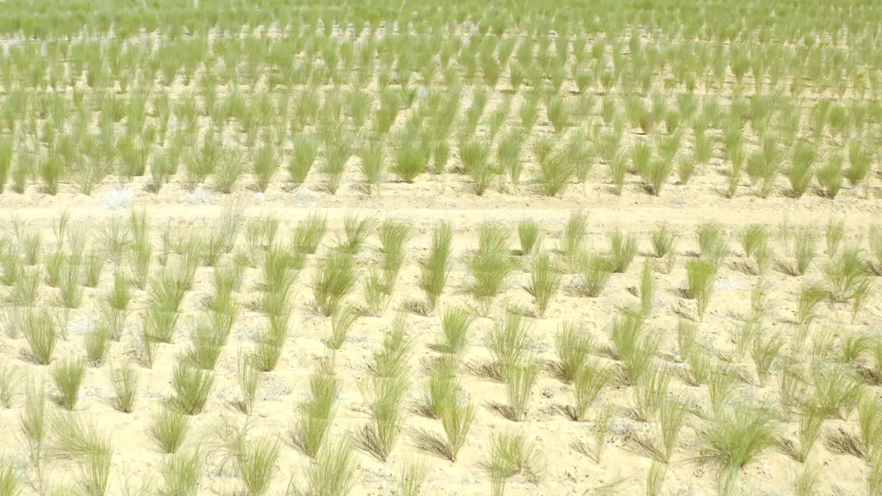 식물은 세상을 더 나은 곳으로 만 ⁇ 니다.