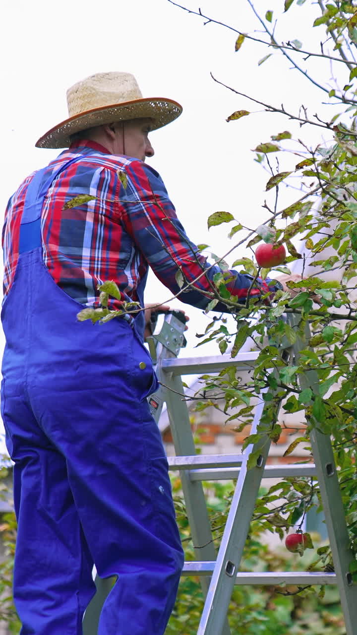 Farmer working in the apple farm. Harvesting apple plantation tree. Vertical video