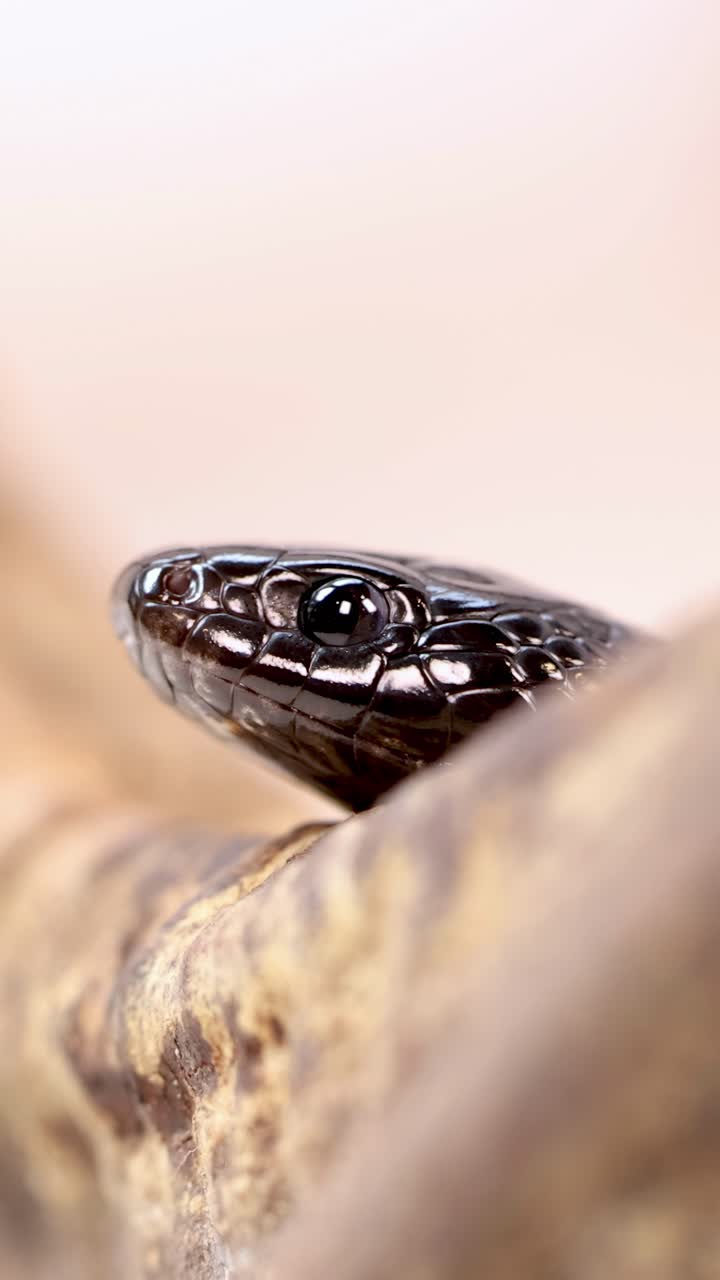 Un serpente reale nero messicano emerge delicatamente dai rami, ripreso in primo piano con illuminazione soffusa e uno sfondo neutro