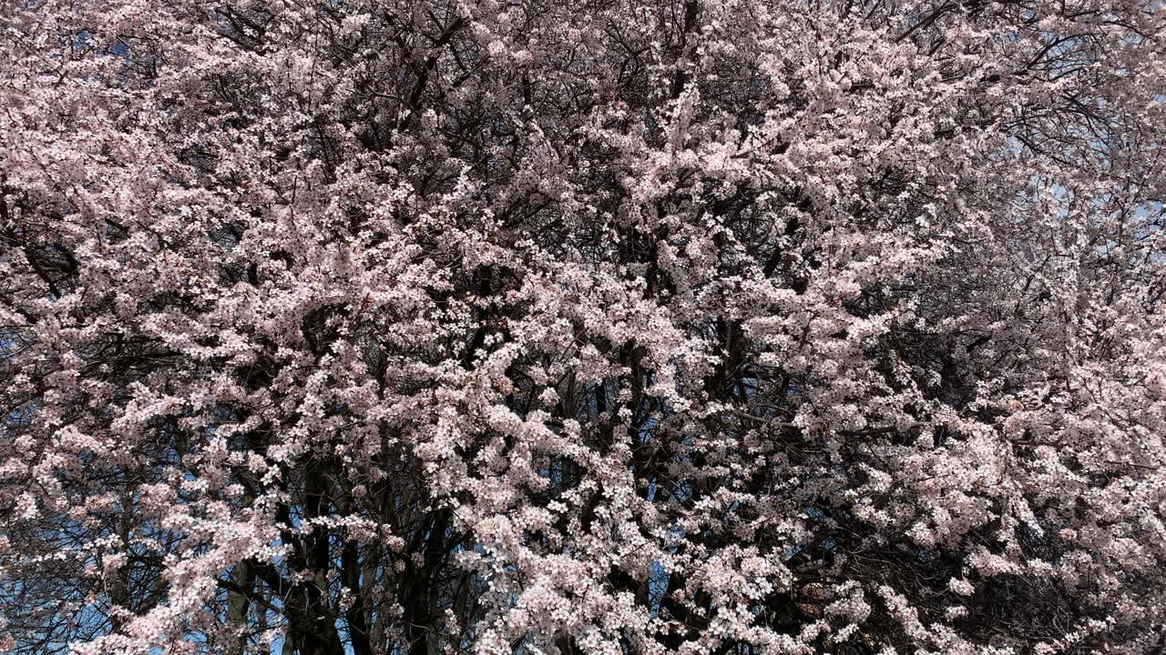 las flores de cerezo están cayendo en hungría