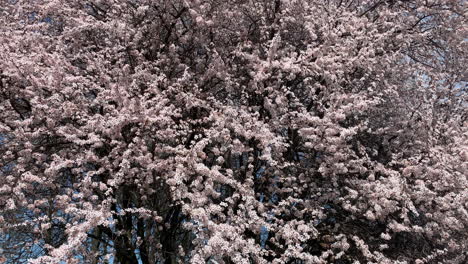 Las-Flores-De-Cerezo-Están-Cayendo-En-Hungría