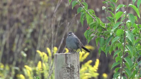 Ein-Catbird,-Der-Auf-Einem-Zaunpfosten-Sitzt-Und-Die-Warme-Morgensonne-Aufsaugt