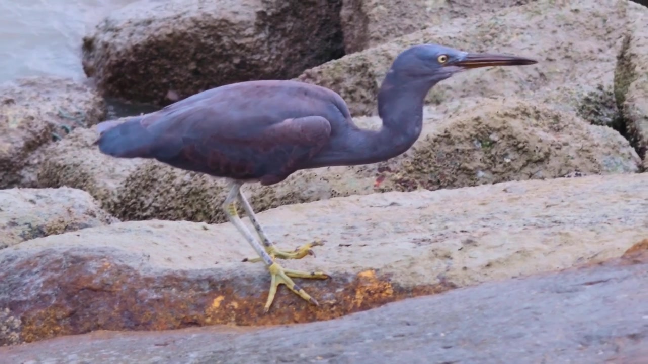 Carrellata media di un Airone schistaceo del Pacifico (Egretta sacra) dalla morfo scura che cammina con cautela su rocce bagnate dal mare e sbircia nelle fessure mentre caccia lungo la costa.