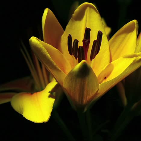 Una-Flor-Amarilla-Se-Abre-En-Un-Lapso-De-Tiempo