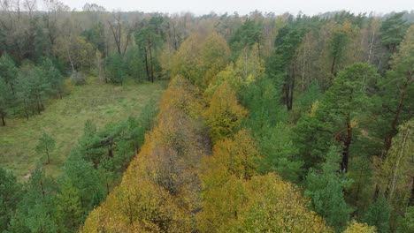 establishing view of the autumn linden tree alley, empty pathway, yellow leaves of a linden tree on the ground, idyllic nature scene of leaf fall, overcast autumn day, wide drone shot moving forward