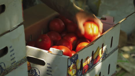 fresh tomatoes from a recent harvest on a cardboard box, local farm