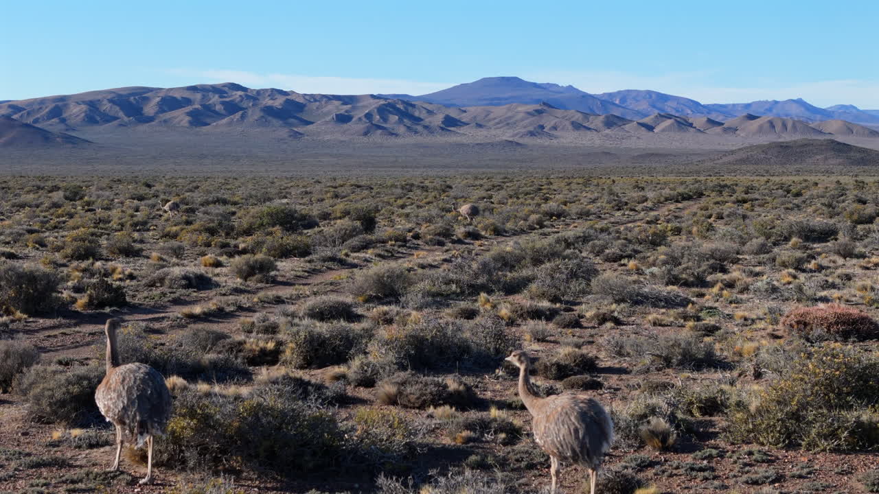 Nandu, also known as a Rhea, wandering the lowland tundra of Argentina. This unique flightless bird thrives in wild, open terrain, showcasing untouched natural beauty.