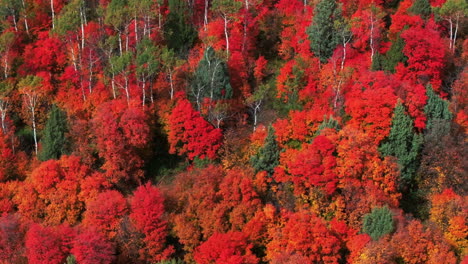 cinematic drone aerial stunning fall warm colorful colors pop red orange yellow green thick aspen tree groove forest grand targhee pass idaho grand tetons national park landscape spin left motion