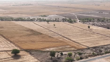 Toma-Aérea-Del-Campo-De-Trigo-En-Punjab-Pakistán