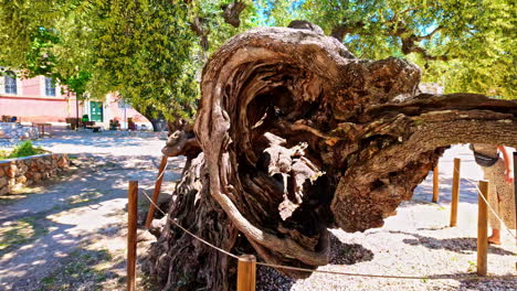 close-up of an ancient, gnarled olive tree trunk