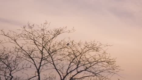 seagull flying above the city against the cloudy sky