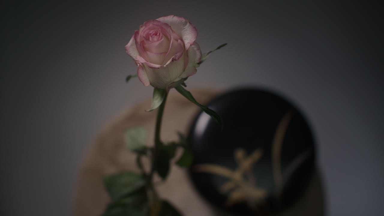 A single rose withers in a vase timelapse