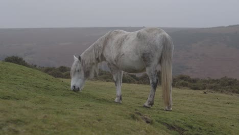 Ein-Graues-Pony,-Das-An-Einem-Nebligen-Tag-Gemächlich-Gras-Auf-Dem-Feld-Im-Dartmoor-Frisst