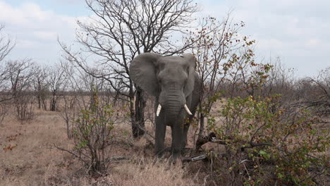 african elephant  bull foraging in shrubs, front view