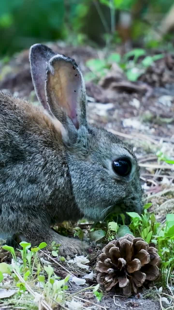 Rabbit Eating in Forest