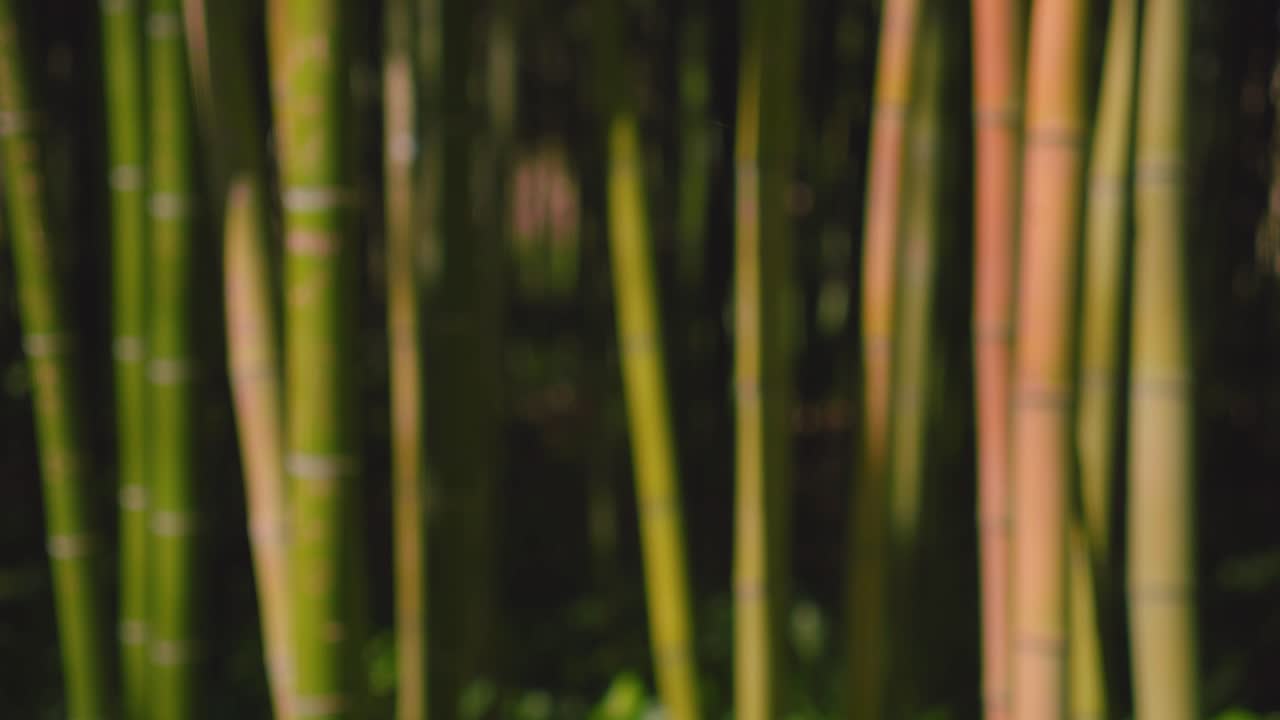 fondo de árbol de bambú verde fuera de foco con espacio de copia