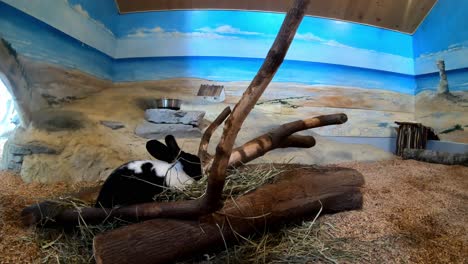 cute black and white rabbit inside cage with painted walls - rabbit eating hay