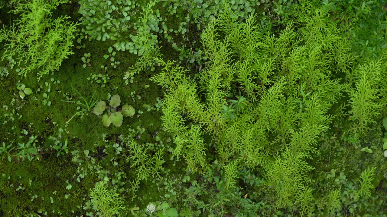 The wall is filled with various wild plants and moss