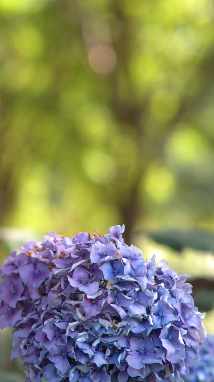 Close-up of purple hydrangea flower blooming outdoors in lush green Westerpark, Amsterdam