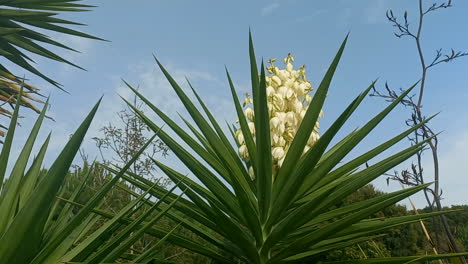 imagen de una planta de yuca con flores amarillas con sus hojas alargadas, puntiagudas y en forma de espada