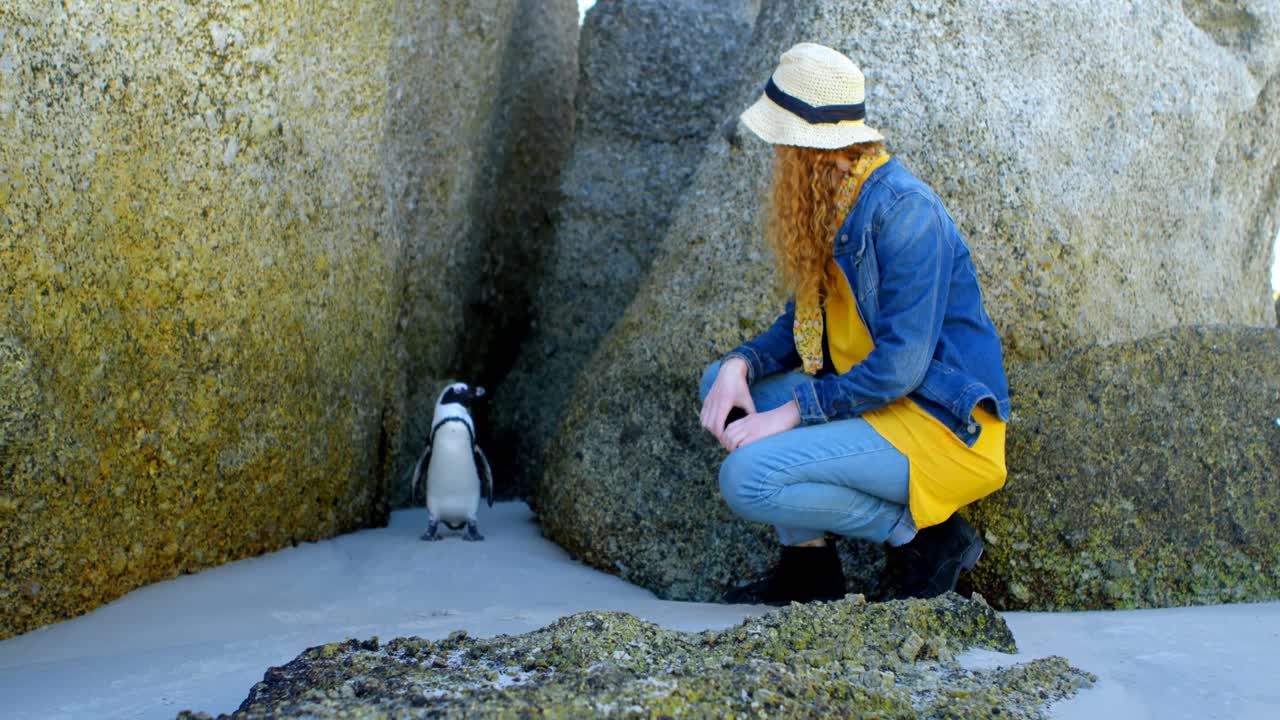 mujer mirando al pingüino en la playa 4k