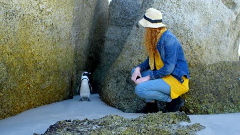 woman looking at penguin in the beach 4k