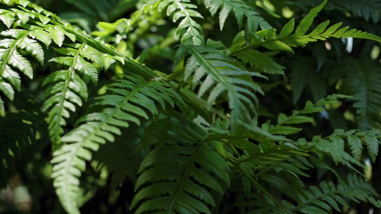 Primo piano di foglie di felce verdi che ondeggiano al vento