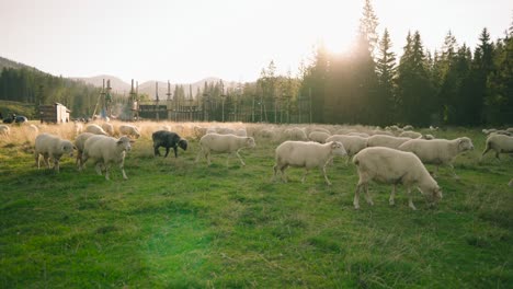 Walking-towards-the-herd-of-sheep-grazing-in-the-meadows