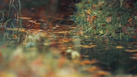 En-La-Tundra-Pantanosa,-El-Musgo-Y-La-Hierba-Cubren-Las-Orillas-De-Un-Pequeño-Lago,-Proyectando-Reflejos-Como-Espejos,-Mientras-Las-Hojas-De-Otoño-Flotan-Suavemente-Sobre-Su-Superficie.