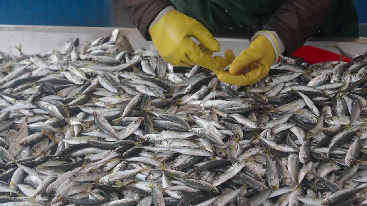 Arbeiter sortiert frisch gefangenen Fisch auf einem Markt