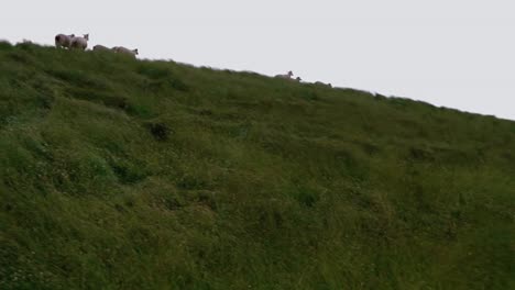 A-flock-of-sheep-runs-over-a-dune-with-a-view-into-the-distance-in-the-evening