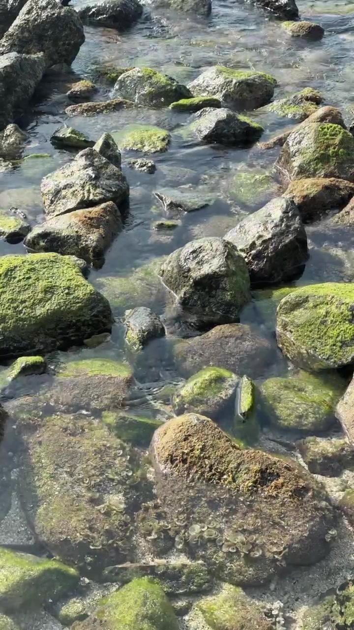 Acqua limpida dell'oceano che scorre su rocce muschiose sulla costa