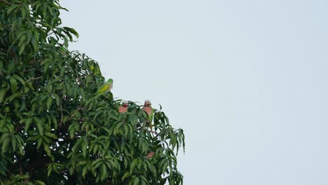 side of a mango tree populated by some red-breasted parakeet psittacula alexandri, thailand
