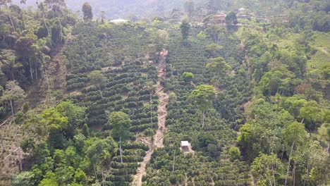 coffee plantation in the bolivian mountain jungle