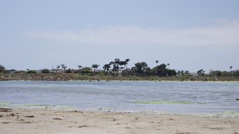 Pájaro-Volando-Sobre-Un-Lago