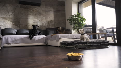 three dogs on couch in modern apartment, bowl of dog food on the floor