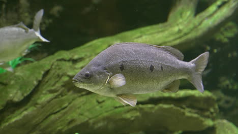 a fish staying still underwater